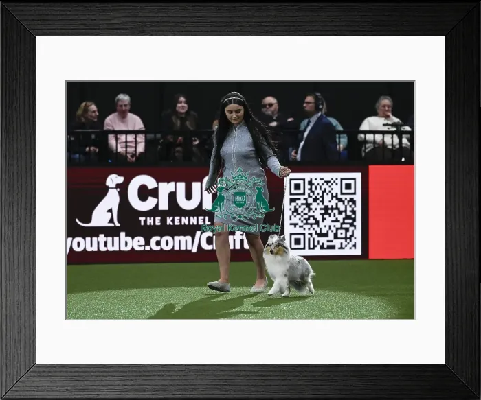 Framed Print : Shetland Sheepdog, Lavika Sunset Rose JW Framed Print : Shetland Sheepdog, Lavika Sunset Rose JW