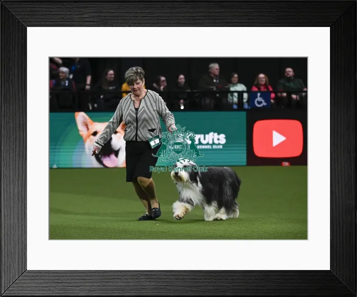 Framed Print : Bearded Collie, Wre Write The Stars From Noonie Bears With Bridus JW (Imp Bel) Framed Print : Bearded Collie, Wre Write The Stars From Noonie Bears With Bridus JW (Imp Bel)