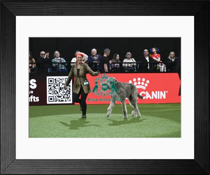 Framed Print : Irish Wolfhound, Killoughery Mission Two For Inkleyboys JW