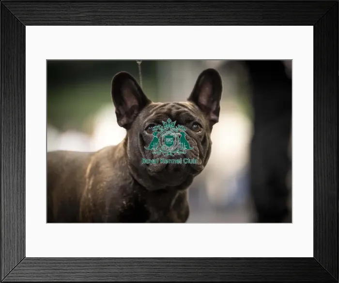 Framed Print : Pearl, a French Bulldog, who was competing today (Friday 07 / 03 / 25)