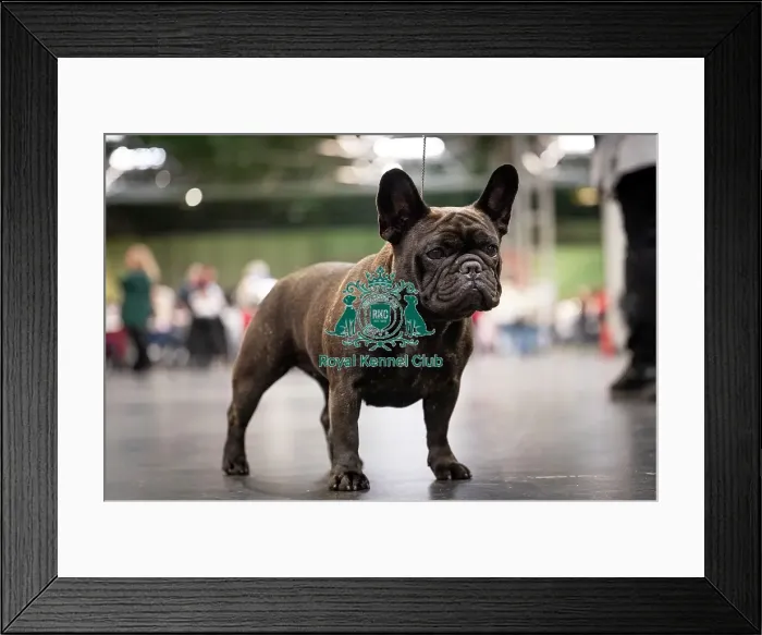 Framed Print : Pearl, a French Bulldog, who was competing today (Friday 07 / 03 / 25)