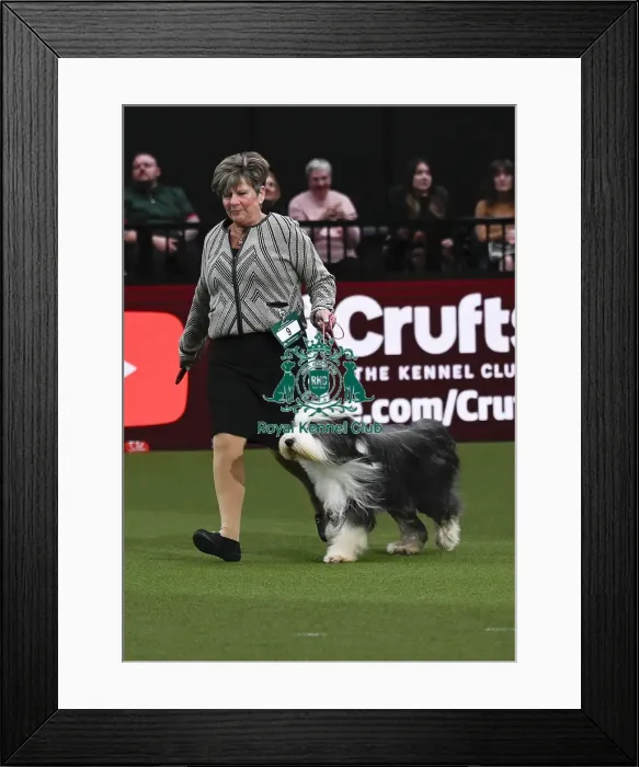 Framed Print : Bearded Collie, Wre Write The Stars From Noonie Bears With Bridus JW (Imp Bel)