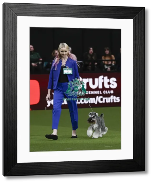Framed Print : Miniature Schnauzer, Ch Violis Stormy Skies JW Framed Print : Miniature Schnauzer, Ch Violis Stormy Skies JW