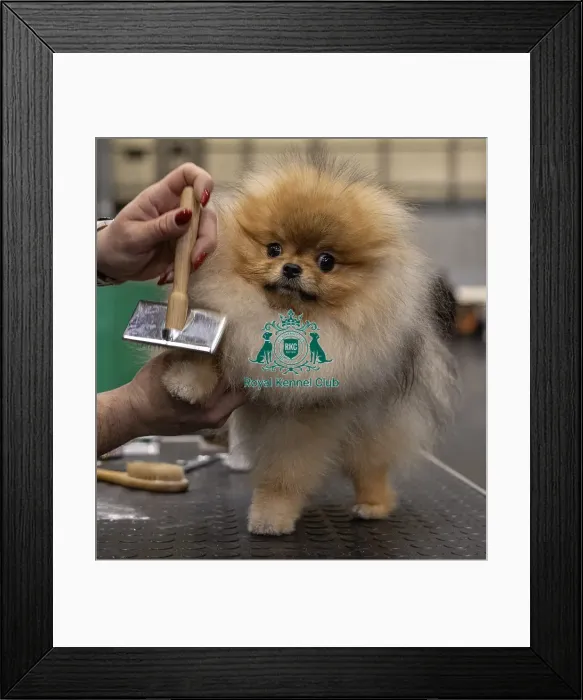 Framed Print : Toro from Slovenia a Pomeranian who was competing today (Friday 07 / 03 / 25)