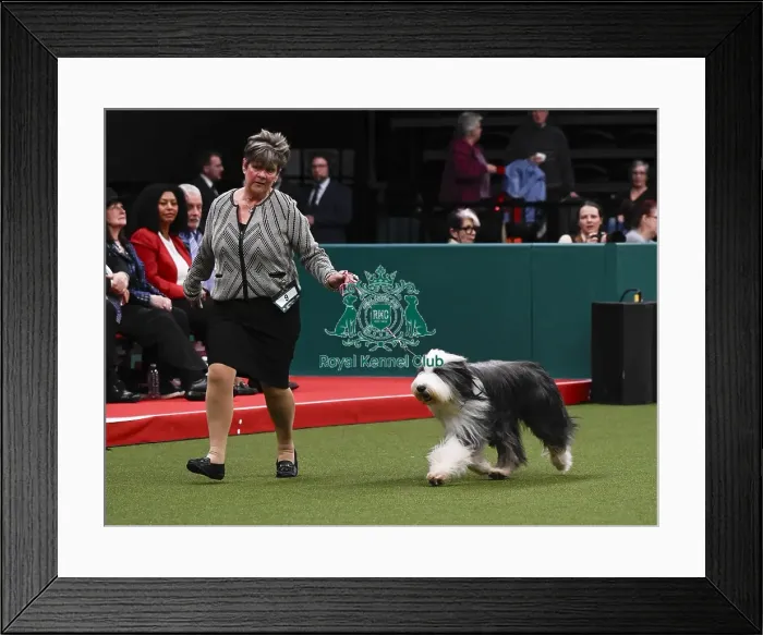 Framed Print : Bearded Collie, Wre Write The Stars From Noonie Bears With Bridus JW (Imp Bel) Framed Print : Bearded Collie, Wre Write The Stars From Noonie Bears With Bridus JW (Imp Bel)