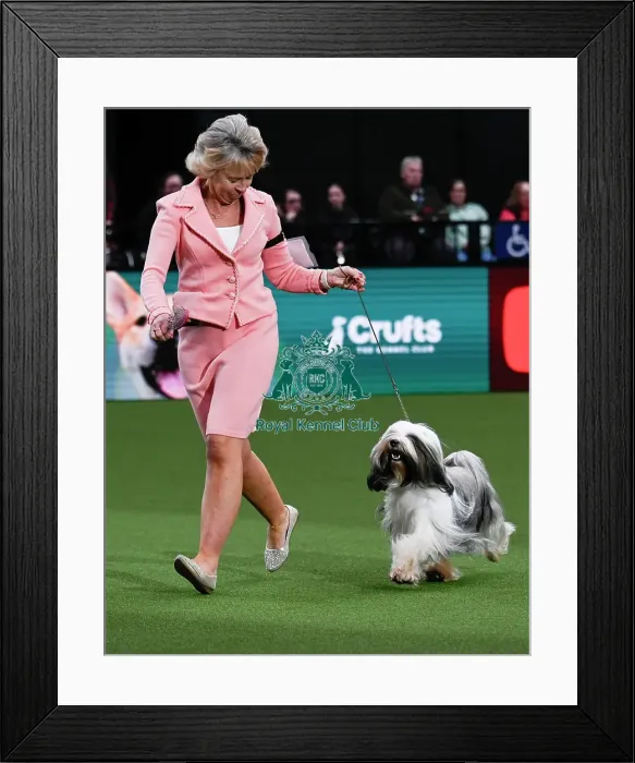 Framed Print : Tibetan Terrier, Ch Araki Wowie Zowie JW