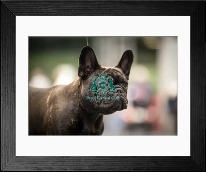 Framed Print : Pearl, a French Bulldog, who was competing today (Friday 07 / 03 / 25)