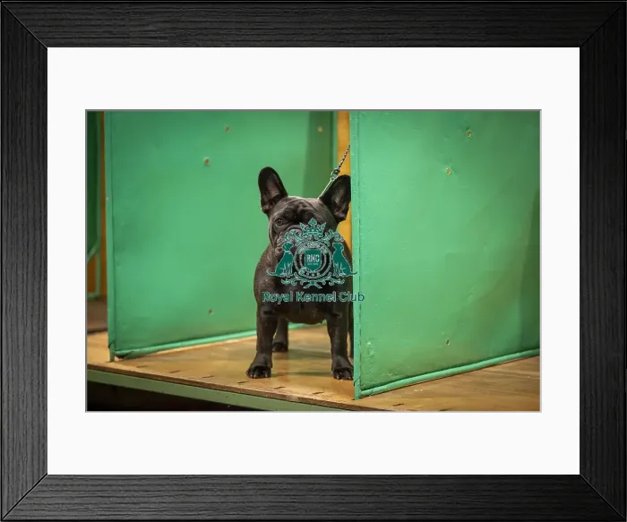 Framed Print : Pearl, a French Bulldog, who was competing today (Friday 07 / 03 / 25)