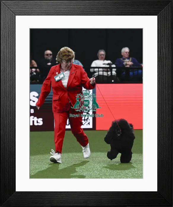 Framed Print : Miniature Schnauzer, Ch Violis Stormy Skies JW Framed Print : Miniature Schnauzer, Ch Violis Stormy Skies JW