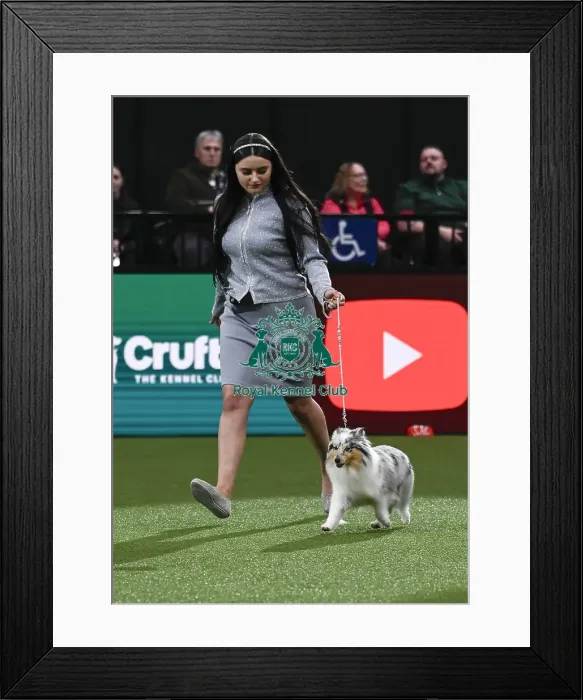 Framed Print : Shetland Sheepdog, Lavika Sunset Rose JW Framed Print : Shetland Sheepdog, Lavika Sunset Rose JW