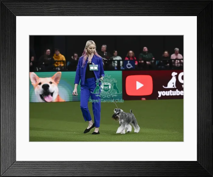 Framed Print : Miniature Schnauzer, Ch Violis Stormy Skies JW Framed Print : Miniature Schnauzer, Ch Violis Stormy Skies JW