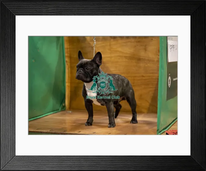 Framed Print : Morgan, a French Bulldog, who was competing today (Friday 07 / 03 / 25)