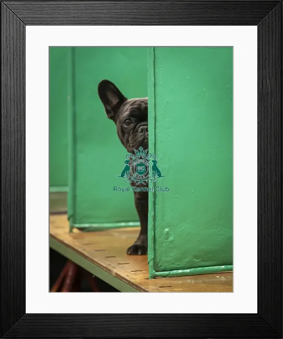 Framed Print : Pearl, a French Bulldog, who was competing today (Friday 07 / 03 / 25)