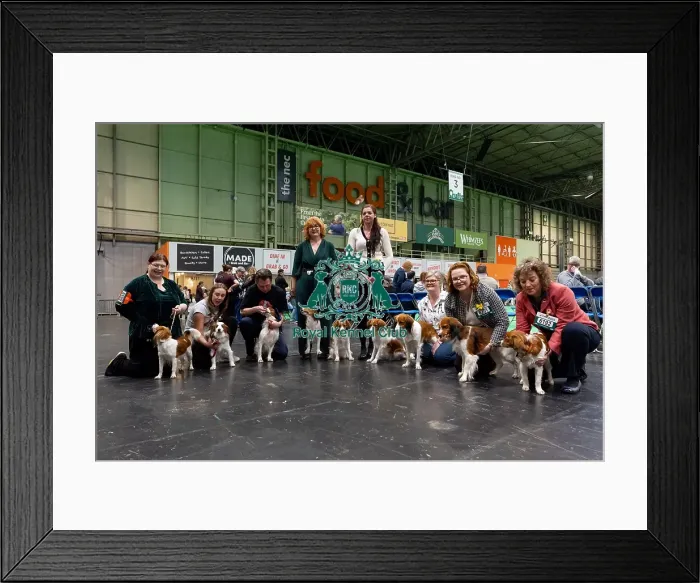 Framed Print : General shot of owners who are showing their Kooikerhondje Framed Print : General shot of owners who are showing their Kooikerhondje