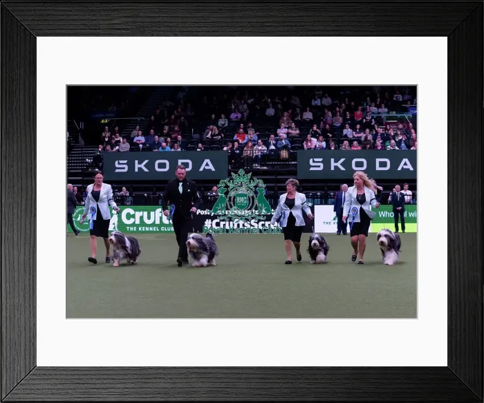 Framed Print : Ms R Salter with the Irisaddition Bearded Collie team winners of the Breeders competition final Framed Print : Ms R Salter with the Irisaddition Bearded Collie team winners of the Breeders competition final