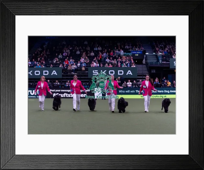 Framed Print : Mrs Cs Thompson-Morgan & Mr E Morgan with the Belleville Portugese Water Dog team competing in the Breeders Framed Print : Mrs Cs Thompson-Morgan & Mr E Morgan with the Belleville Portugese Water Dog team competing in the Breeders