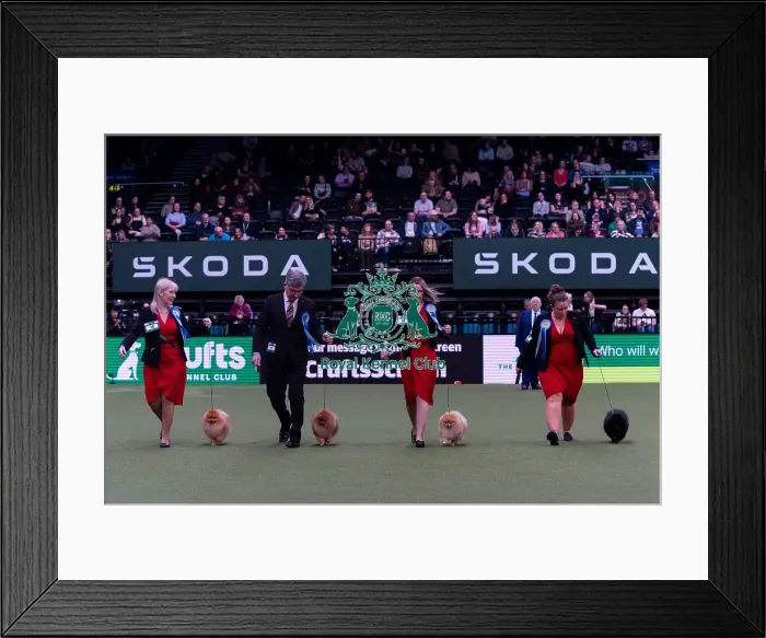Framed Print : Mrs A Cawthera-Purdy with the Lireva Pomerian team competing in the Breeders competition final Framed Print : Mrs A Cawthera-Purdy with the Lireva Pomerian team competing in the Breeders competition final