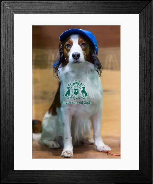 Framed Print : Enzo the Kooikerhondje, along with other Kooikerhondje Framed Print : Enzo the Kooikerhondje, along with other Kooikerhondje