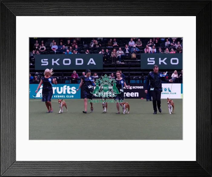 Framed Print : Mss Dunsdon with the Mawali Basenji team competing in the Breeders competition final Framed Print : Mss Dunsdon with the Mawali Basenji team competing in the Breeders competition final