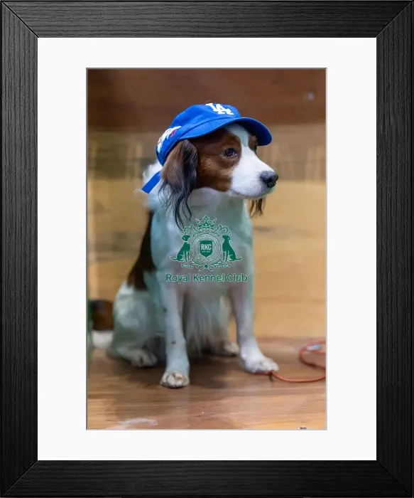 Framed Print : Enzo the Kooikerhondje, along with other Kooikerhondje Framed Print : Enzo the Kooikerhondje, along with other Kooikerhondje