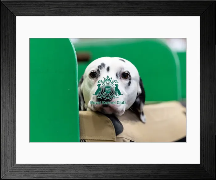 Framed Print : Mrs Wootton from Leicester with Nuxor Framed Print : Mrs Wootton from Leicester with Nuxor