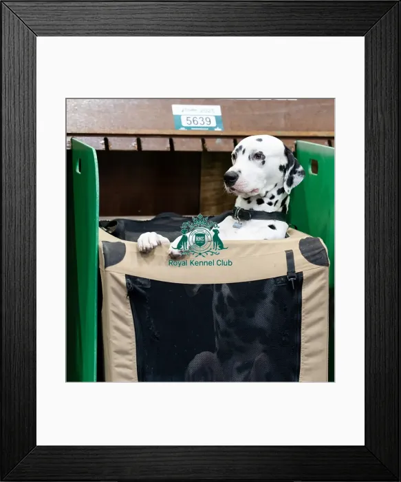 Framed Print : Mrs Wootton from Leicester with Nuxor Framed Print : Mrs Wootton from Leicester with Nuxor