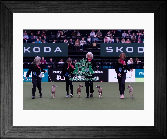 Framed Print : Ms J Amsel with the Armeis Italian Greyhound team competing in the Breeders competition final Framed Print : Ms J Amsel with the Armeis Italian Greyhound team competing in the Breeders competition final