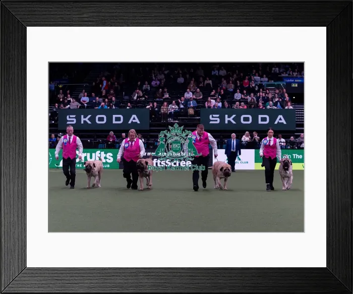 Framed Print : Mrs J & Mrs T J Couman-Hole with the Womlu Mastiff team competing in the Breeders competition final Framed Print : Mrs J & Mrs T J Couman-Hole with the Womlu Mastiff team competing in the Breeders competition final
