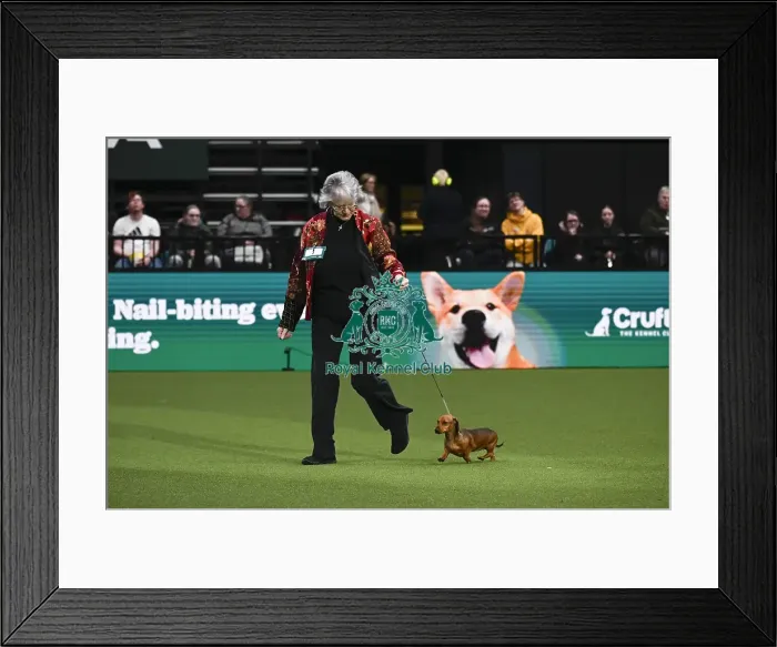 Framed Print : Miniature Smooth Haired Dachshund Framed Print : Miniature Smooth Haired Dachshund