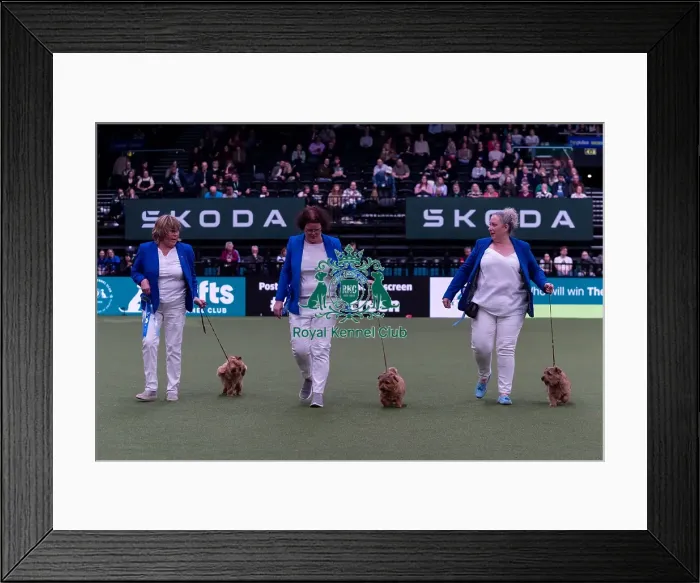 Framed Print : Mrs R Gee along with the Watercroft Norfolk Terrier team competing in the Breeders competition final