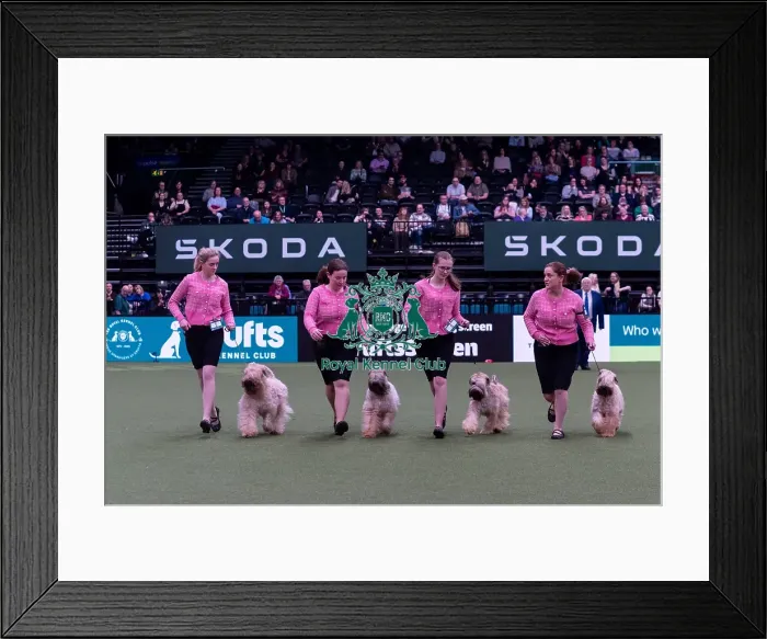 Framed Print : Mrs C Satherley with the Silkcroft Soft Coated Wheaten Terrier team competing in the Breeders competition final