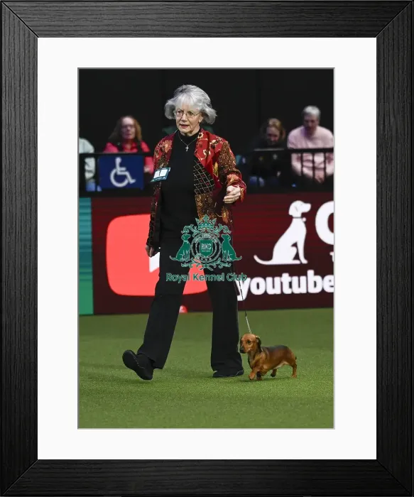 Framed Print : Miniature Smooth Haired Dachshund Framed Print : Miniature Smooth Haired Dachshund