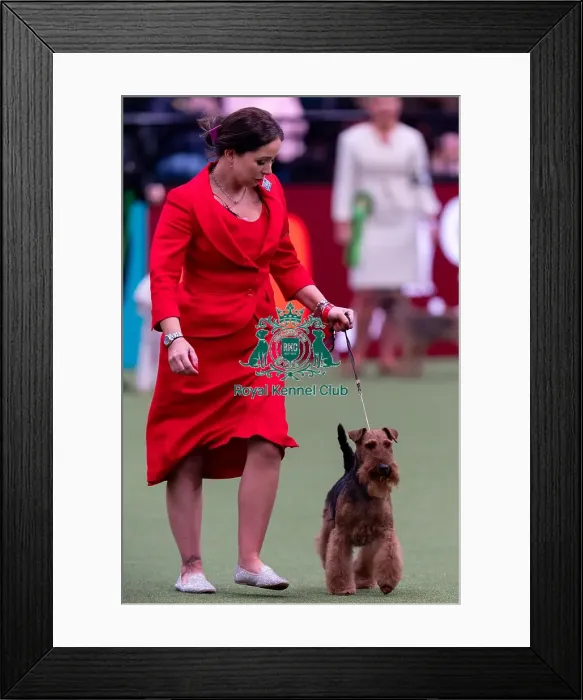 Framed Print : Ms C Cole with Ch Perrisblu The Phantom