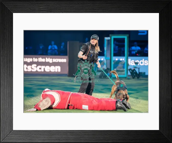 Framed Print : West Midlands Police dog Display Framed Print : West Midlands Police dog Display