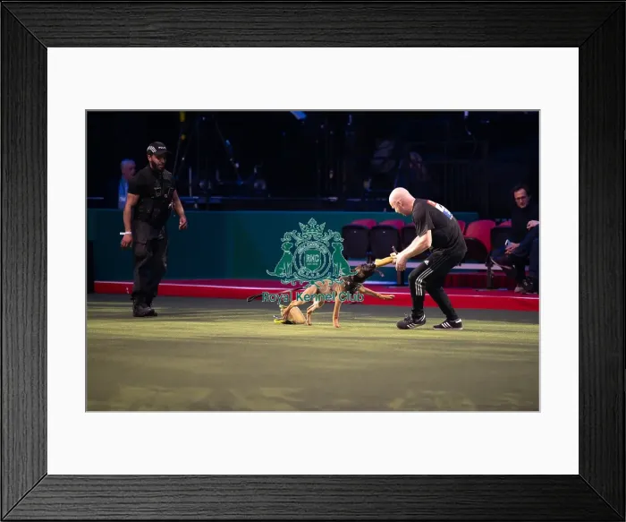 Framed Print : West Midlands Police dog Display Framed Print : West Midlands Police dog Display