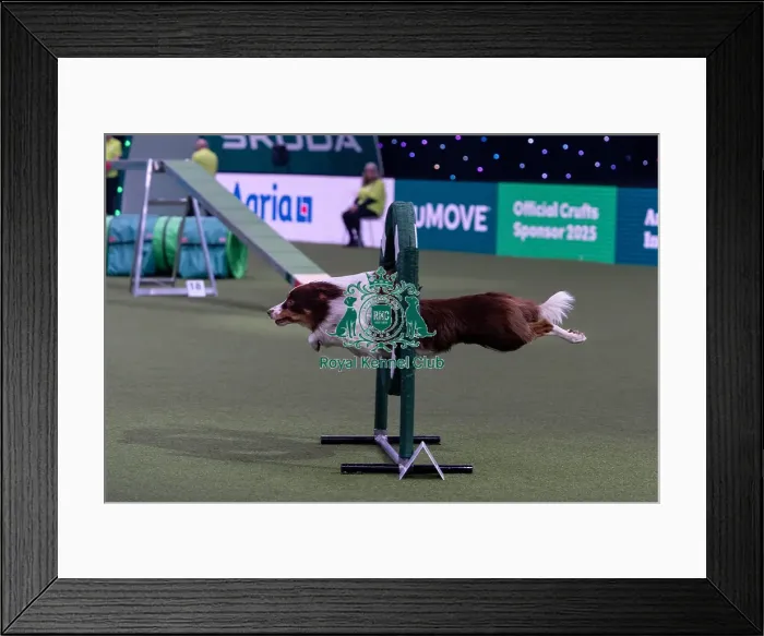Framed Print : Kayleigh Hewitt & Cosmo (Ag. Ch) Framed Print : Kayleigh Hewitt & Cosmo (Ag. Ch)