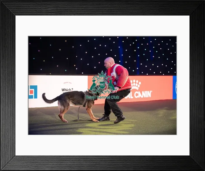 Framed Print : West Midlands Police dog Display Framed Print : West Midlands Police dog Display