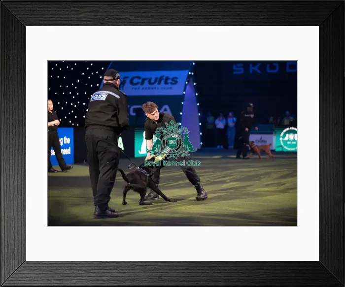 Framed Print : West Midlands Police dog Display Framed Print : West Midlands Police dog Display
