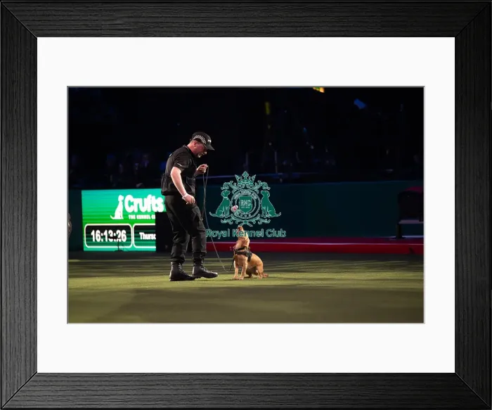 Framed Print : West Midlands Police dog Display Framed Print : West Midlands Police dog Display
