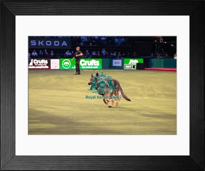 Framed Print : West Midlands Police dog Display Framed Print : West Midlands Police dog Display