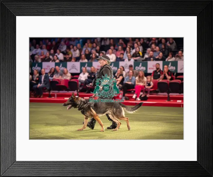 Framed Print : West Midlands Police dog Display Framed Print : West Midlands Police dog Display