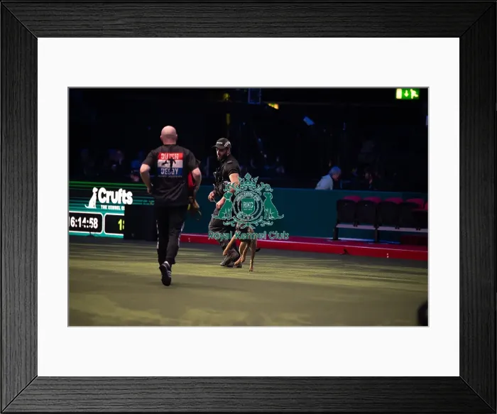 Framed Print : West Midlands Police dog Display Framed Print : West Midlands Police dog Display