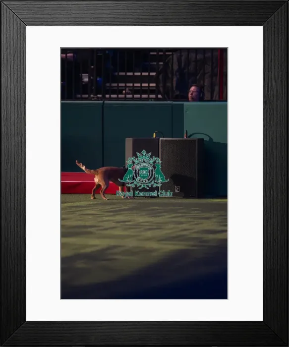 Framed Print : West Midlands Police dog Display Framed Print : West Midlands Police dog Display