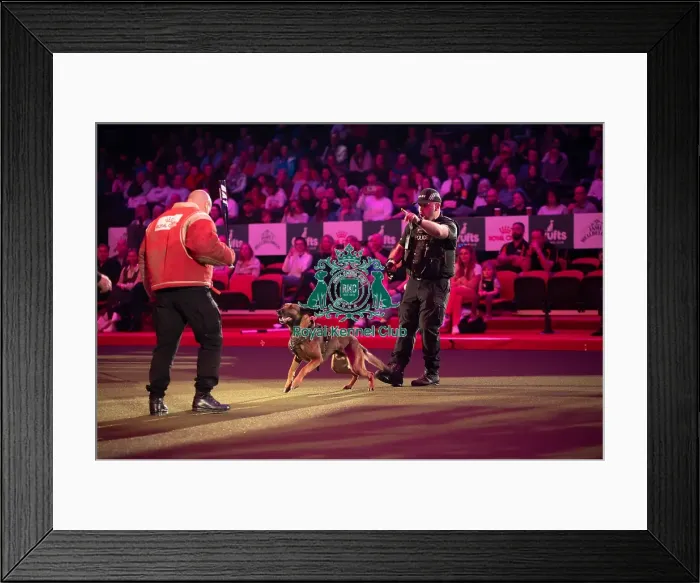 Framed Print : West Midlands Police dog Display Framed Print : West Midlands Police dog Display