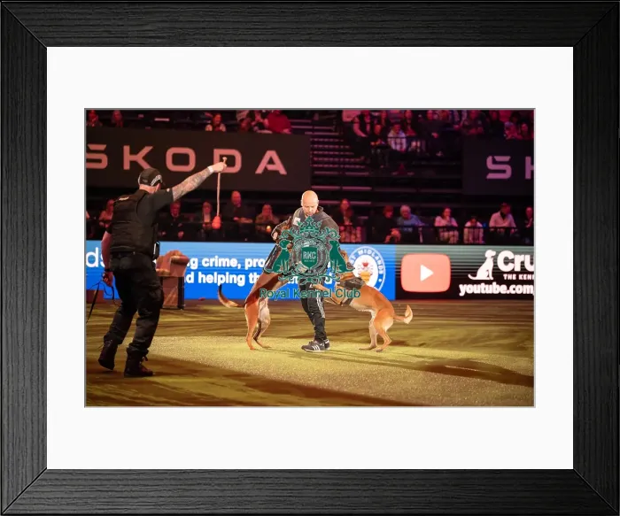 Framed Print : West Midlands Police dog Display Framed Print : West Midlands Police dog Display