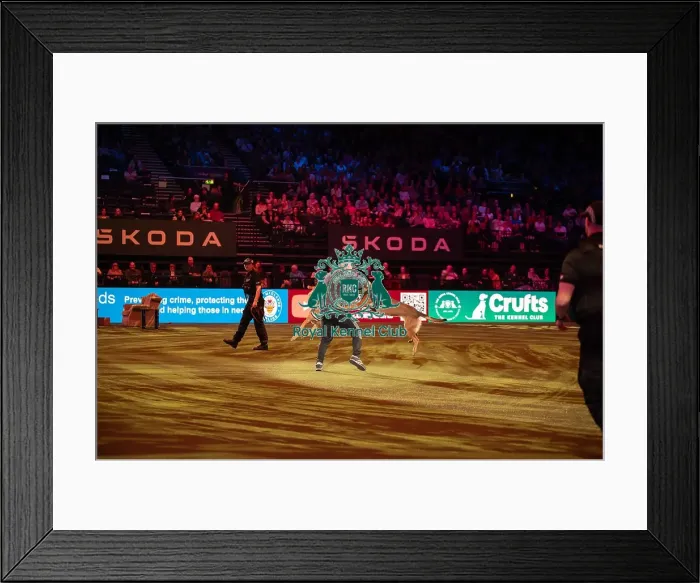 Framed Print : West Midlands Police dog Display Framed Print : West Midlands Police dog Display
