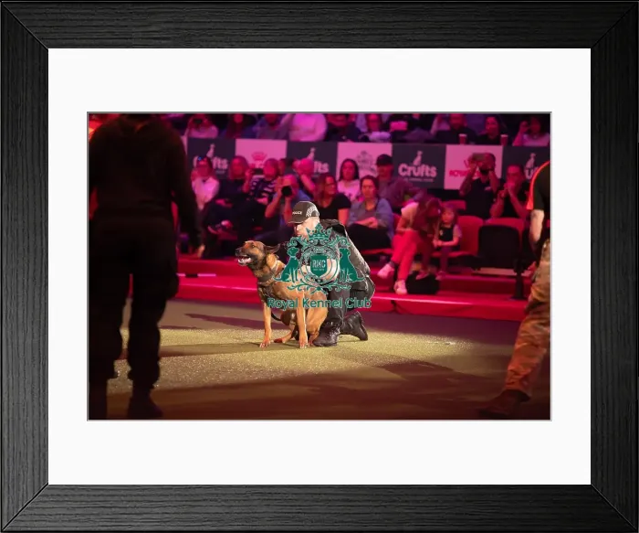 Framed Print : West Midlands Police dog Display Framed Print : West Midlands Police dog Display
