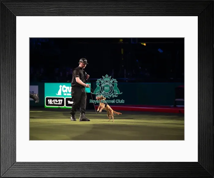 Framed Print : West Midlands Police dog Display Framed Print : West Midlands Police dog Display