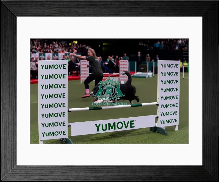 Framed Print : Toni Smith & Febe (AG CH Cherryhog Bright Future)