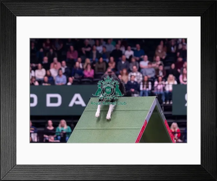 Framed Print : Toni Smith & Febe (AG CH Cherryhog Bright Future)